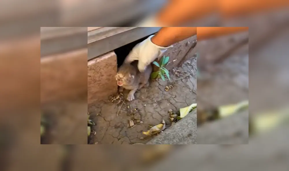 En Facebook, un hombre escuchó los ruidos de un gato bebé y se preocupó al verlo en deplorables condiciones.