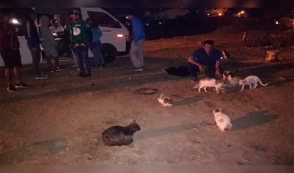 Más de dos mil  animales en abandono deambulan por calles de Talara