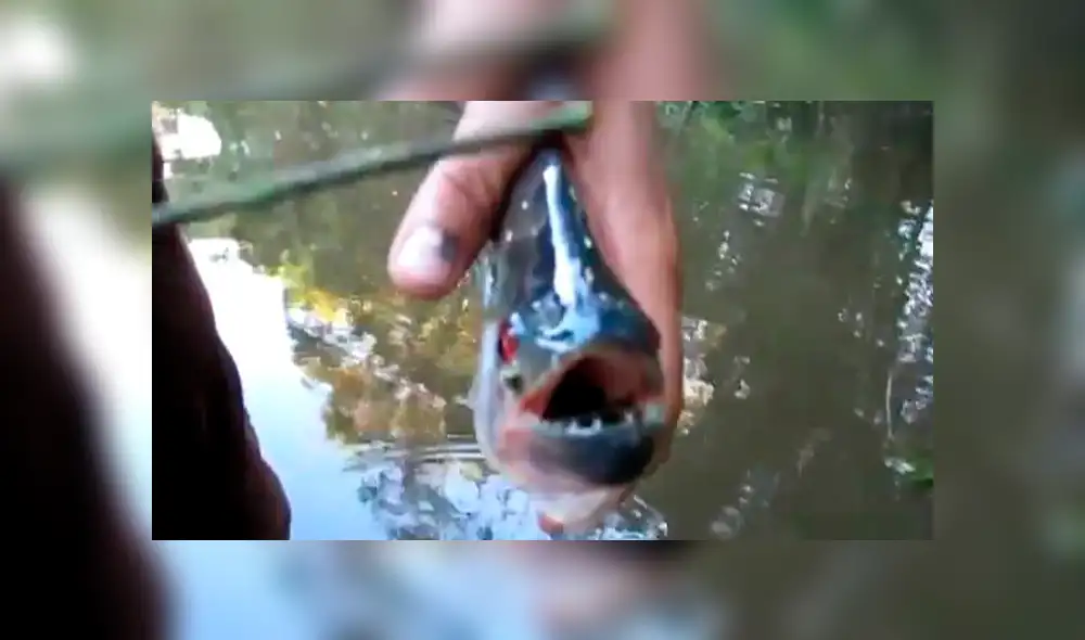 YouTube Viral: Utilizan a piraña como tijera e indigna al mundo [VIDEO] 