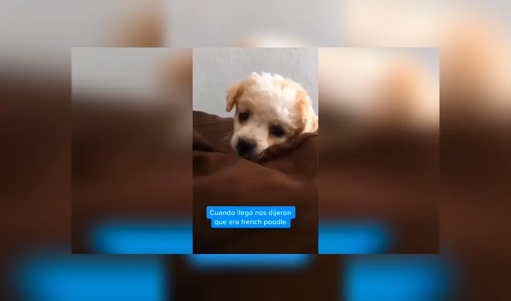 Desliza las imágenes hacia la izquierda para saber sobre la verdadera raza de un perro que fue acogido por una joven.