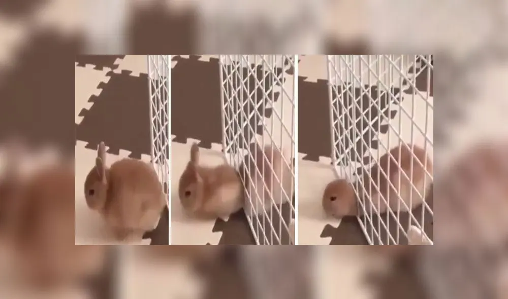 Conejo desafía las leyes de la física al pasar por un agujero diminuto [VIDEO]