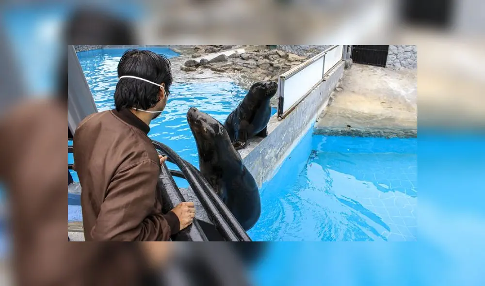 Dos focas disfrutan del día de celebración. Foto: Parque de las Leyendas. Dos focas disfrutan del día de celebración. Foto: Parque de las Leyendas.