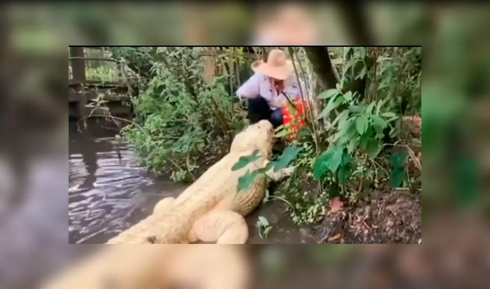 Desliza hacia la izquierda para ver las imágenes del viral de Facebook que muestran el encuentro de una mujer con un enorme cocodrilo.