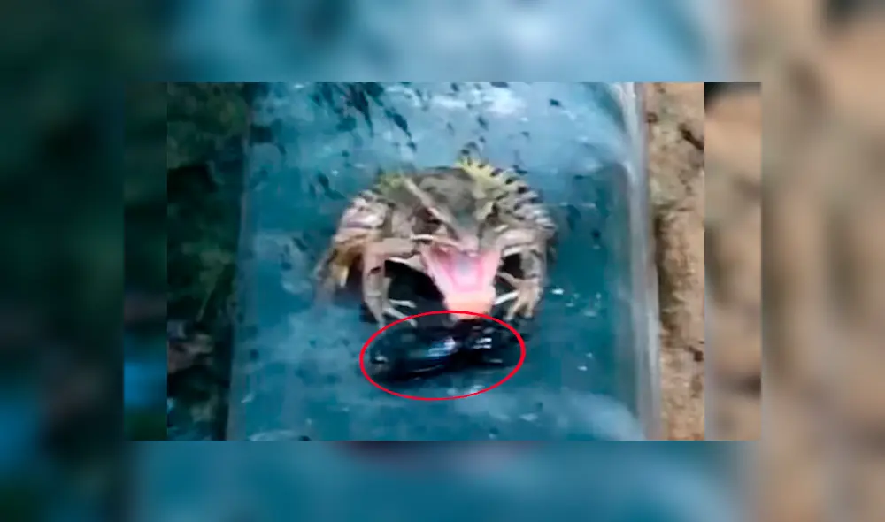 Un video viral de Facebook registró el brutal ataque que sufrió un distraído escarabajo en las garras de una rana, sin imaginar que sobreviviría por su sabor repugnante. Un video viral de Facebook registró el brutal ataque que sufrió un distraído escarabajo en las garras de una rana, sin imaginar que sobreviviría por su sabor repugnante.