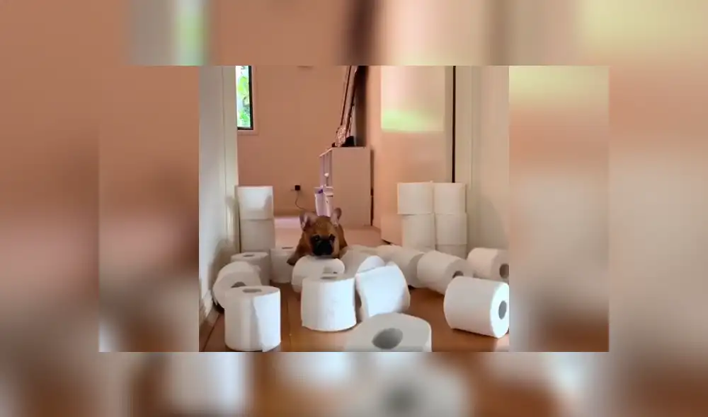 Desliza las imágenes hacia la izquierda para saber cuál de los perros resultó ganador del singular enfrentamiento. Foto: Captura.