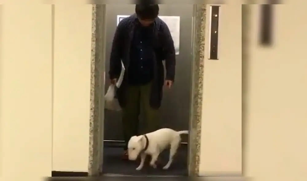 YouTube: perro quiere salir al parque y hace raros movimientos para convencer a su dueño [VIDEO] 