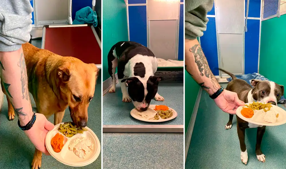 Desliza hacia la izquierda para ver la noble labor de un grupo de jóvenes para celebrar Día de Acción de Gracias con perritos sin hogar. Foto: Facebook Desliza hacia la izquierda para ver la noble labor de un grupo de jóvenes para celebrar Día de Acción de Gracias con perritos sin hogar. Foto: Facebook