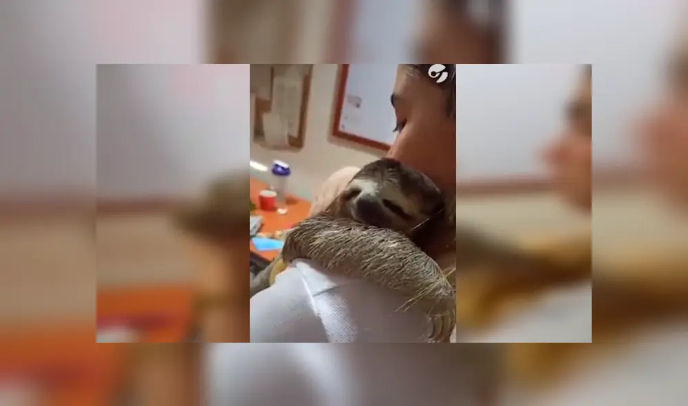 Desliza las imágenes hacia la izquierda para apreciar el conmovedor abrazo que brindó un oso perezoso a una mujer.