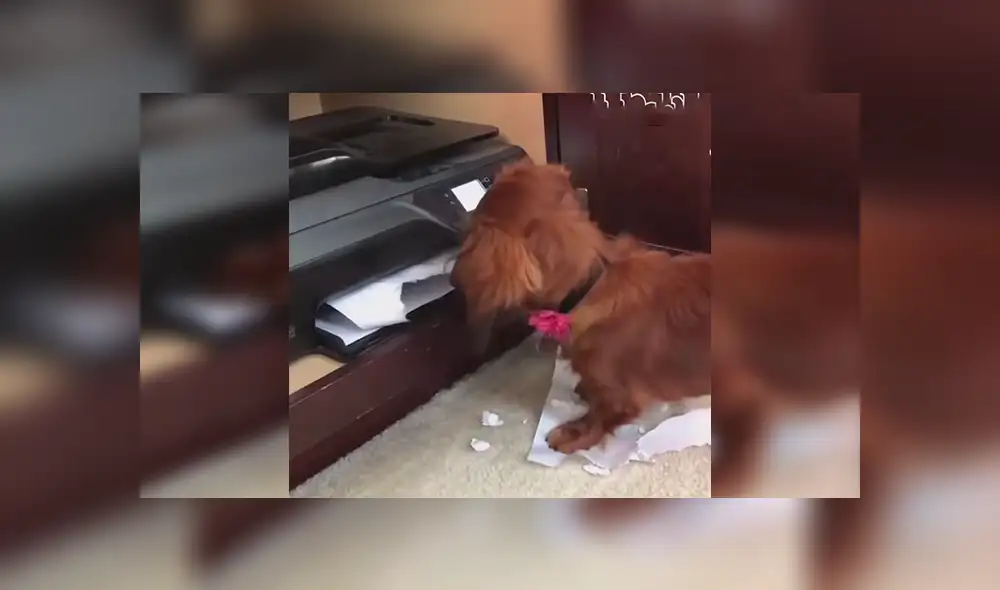 Facebook viral: Chico graba el preciso instante en que su travieso perro 'devora' su tarea [VIDEO]