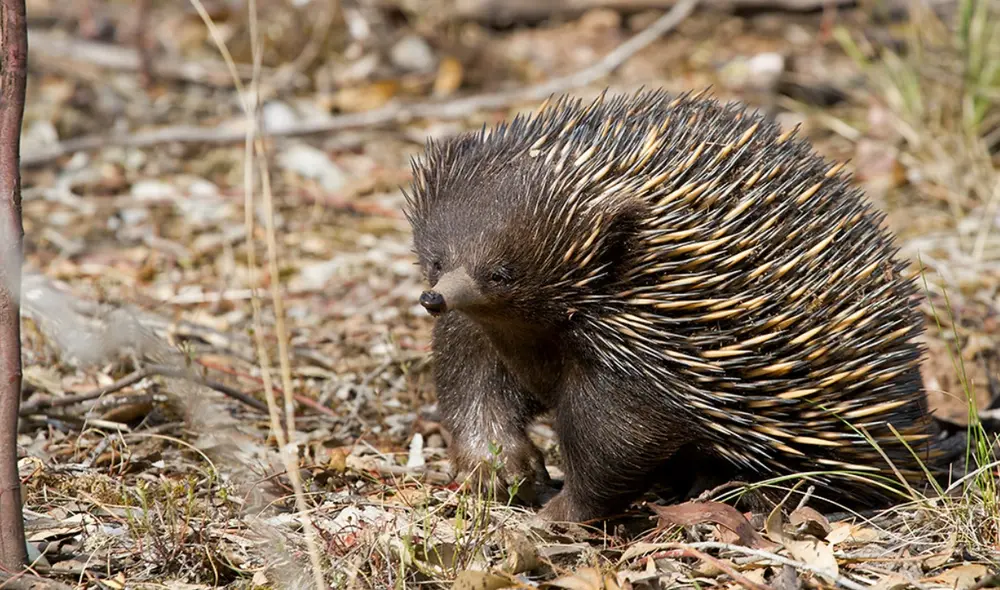 Los equidnas son mamíferos 'primos' del ornitorrinco, ya que ambos ponen huevos. Foto: Flickr
