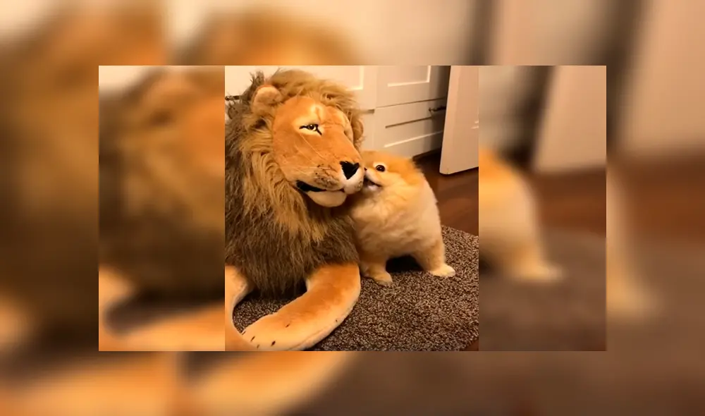 En Facebook, un perro tuvo una inesperada reacción al percatarse de la presencia de un peluche de león.