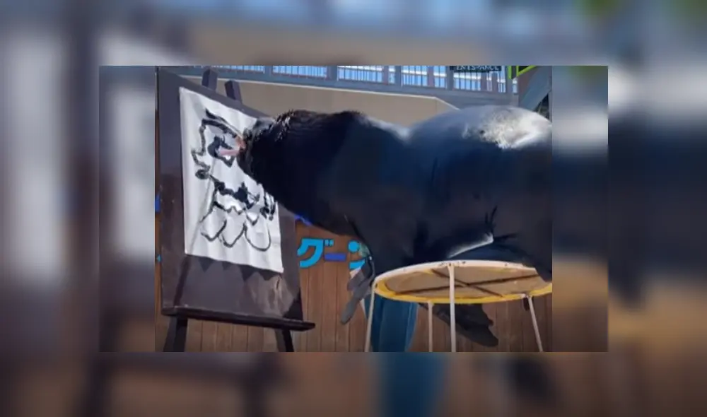 Desliza las imágenes para ver más de este león marino que es viral en YouTube con su increíble talento.