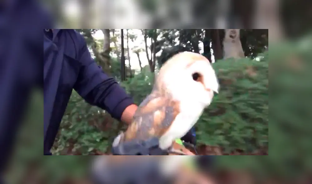 En Facebook, una lechuza fue captada dando un singular paseo en bicicleta y un detalle llamó la atención. En Facebook, una lechuza fue captada dando un singular paseo en bicicleta y un detalle llamó la atención.