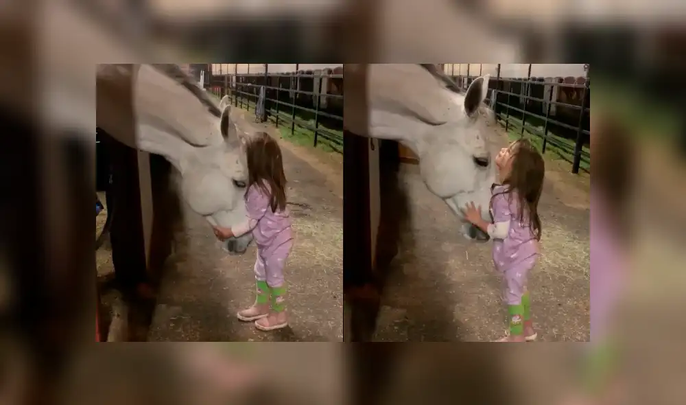 Facebook viral: niña consuela a caballo que se puso a llorar tras enterarse que iba a ser vendido