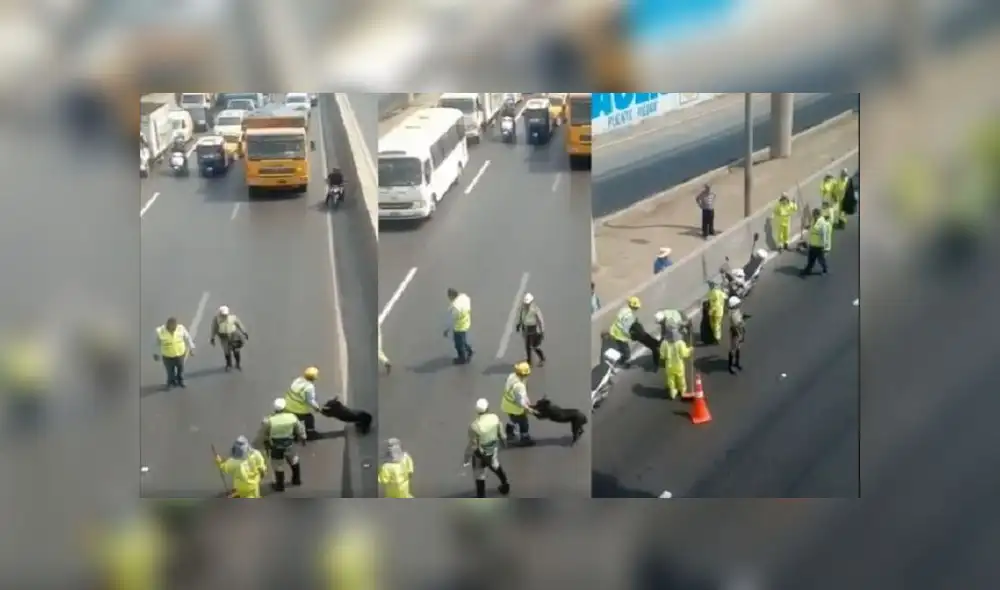 Facebook: Policía detiene el tránsito en la Panamericana Norte para rescatar a perro [VIDEO] 