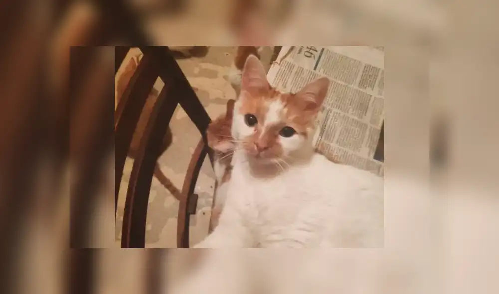 Rescatistas encuentran a 130 gatos en un departamento en pésimas condiciones [VIDEO]