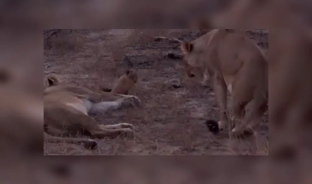Turistas se topan con familia de leones y graban conmovedora escena jamás antes vista. Turistas se topan con familia de leones y graban conmovedora escena jamás antes vista.