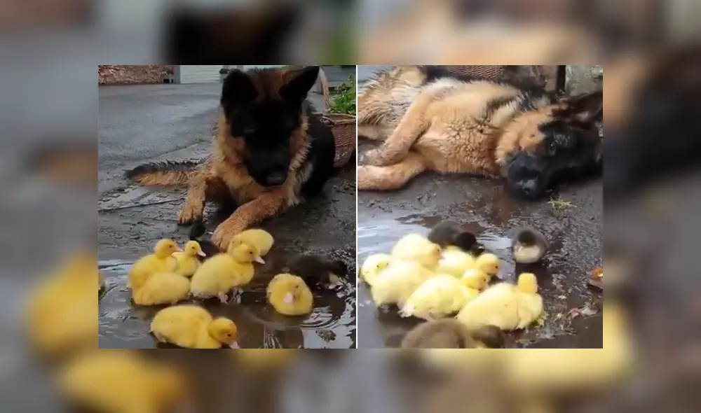 El can vio a los pequeños patos solos en la calle y ser acercó tiernamente a cuidarlos. Foto: Facebook