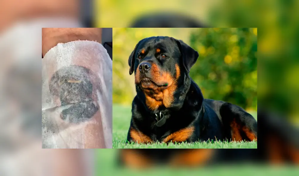 Desliza las fotografías para ver el increíble tatuaje que se hizo un joven en honor a su difunta mascota. Foto: Captura/ goksisdead