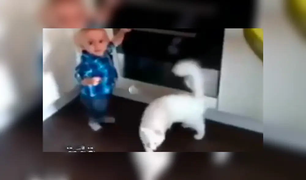 Facebook viral: preciso momento en que gato salva de morir a niño travieso que jugaba en cocina [VIDEO]