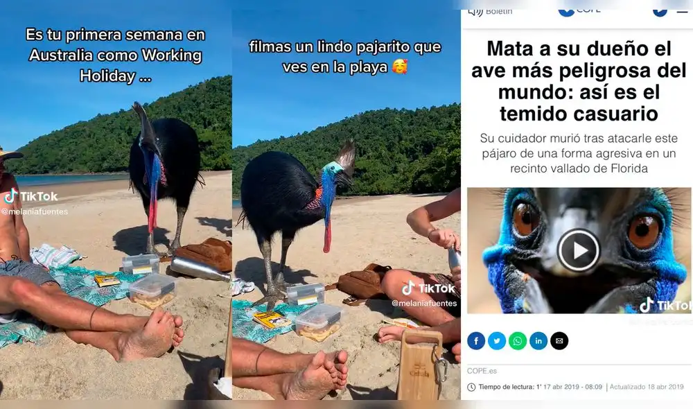 Turistas se topan con un Casuario, el ave más letal del mundo. Foto: composición LR/TikTok/@melaniafuentes Turistas se topan con un Casuario, el ave más letal del mundo. Foto: composición LR/TikTok/@melaniafuentes