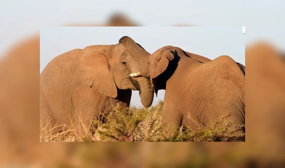 El elefante vencedor sufrió las consecuencias del enfrentamiento.