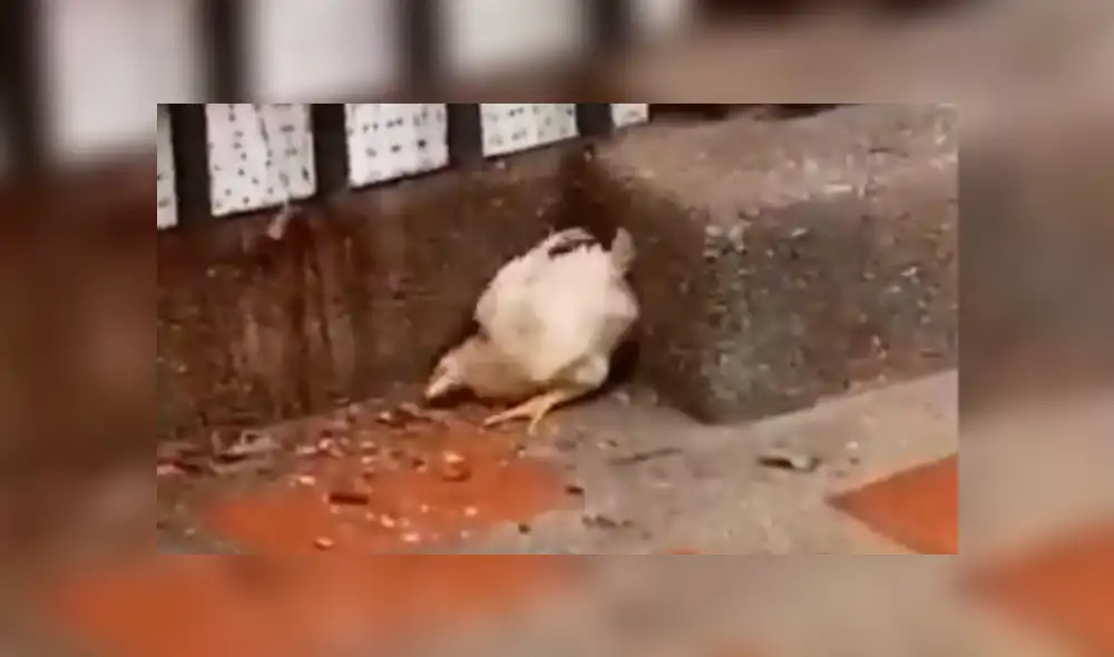 Video es viral en Facebook. Niño se acercó al ave para cogerla y esta adoptó una extraña conducta que desconcertó a los testigos de la escena.