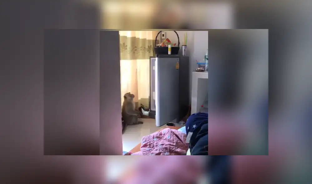 Una familia capta el momento en que un mono ingresa a su casa y les roba comida de la cocina. Foto: YouTube