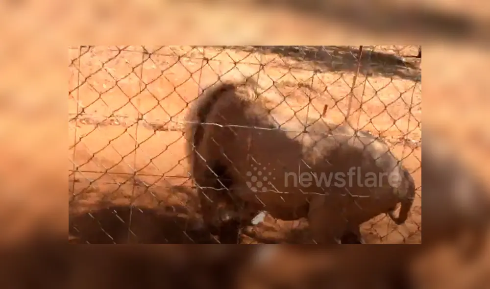 Desliza hacia la izquierda para ver las imágenes del viral de YouTube. Foto: Captura.