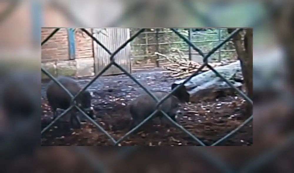 Video es viral en Facebook. Investigadores difundieron una inédita grabación de la insólita conducta de los porcinos, que ha sorprendido a la comunidad científica