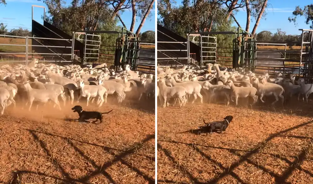 Los perros de esta raza no suelen ser pastores porque su pequeño tamaño no suele intimidar. Foto: ViralHog / YouTube