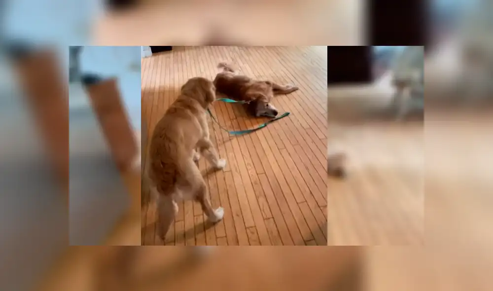 Video es viral en Facebook. Cachorro hizo de todo por levantar al astuto can, que estaba permanecía tirada en el piso sin mover una sola parte de su cuerpo Video es viral en Facebook. Cachorro hizo de todo por levantar al astuto can, que estaba permanecía tirada en el piso sin mover una sola parte de su cuerpo
