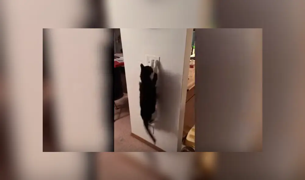 Desliza las imágenes hacia la izquierda para observar la habilidad de un gato para apagar las luces en su casa. Desliza las imágenes hacia la izquierda para observar la habilidad de un gato para apagar las luces en su casa.