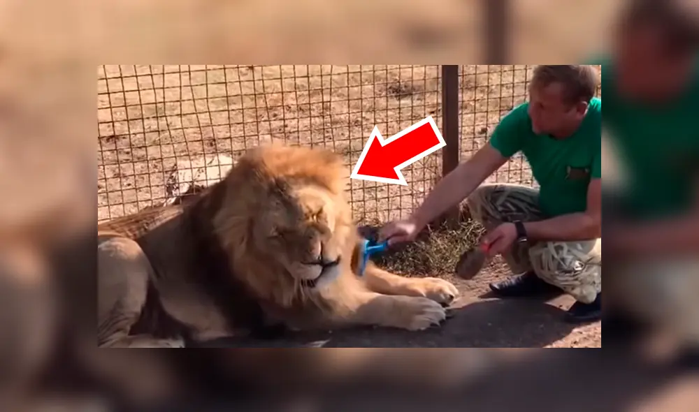 Cuidador ingresa a jaula de león para peinarlo. Foto: Captura.