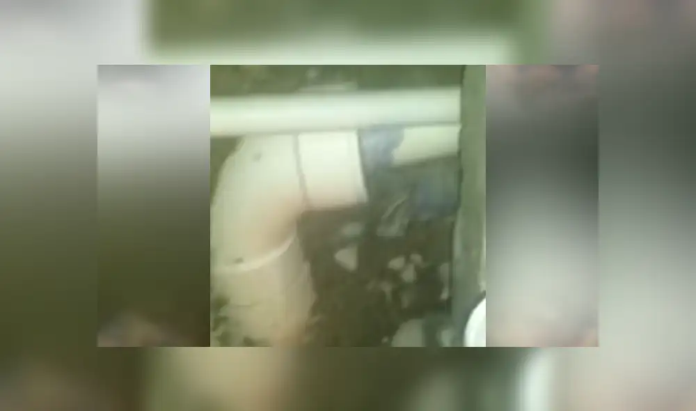 Un video viral de Facebook muestra al cangrejo con cientos de crías escondido en una tubería. Un video viral de Facebook muestra al cangrejo con cientos de crías escondido en una tubería.