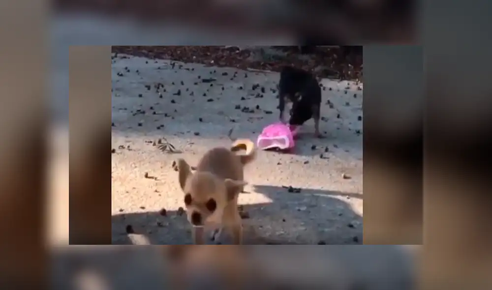 Video es viral en Facebook. Luego de muchos intentos, el perro pudo quitarle la ropa a la nueva mascota de su dueña y para sorpresa de todos quiso ponérsela. Foto: Captura. Video es viral en Facebook. Luego de muchos intentos, el perro pudo quitarle la ropa a la nueva mascota de su dueña y para sorpresa de todos quiso ponérsela. Foto: Captura.
