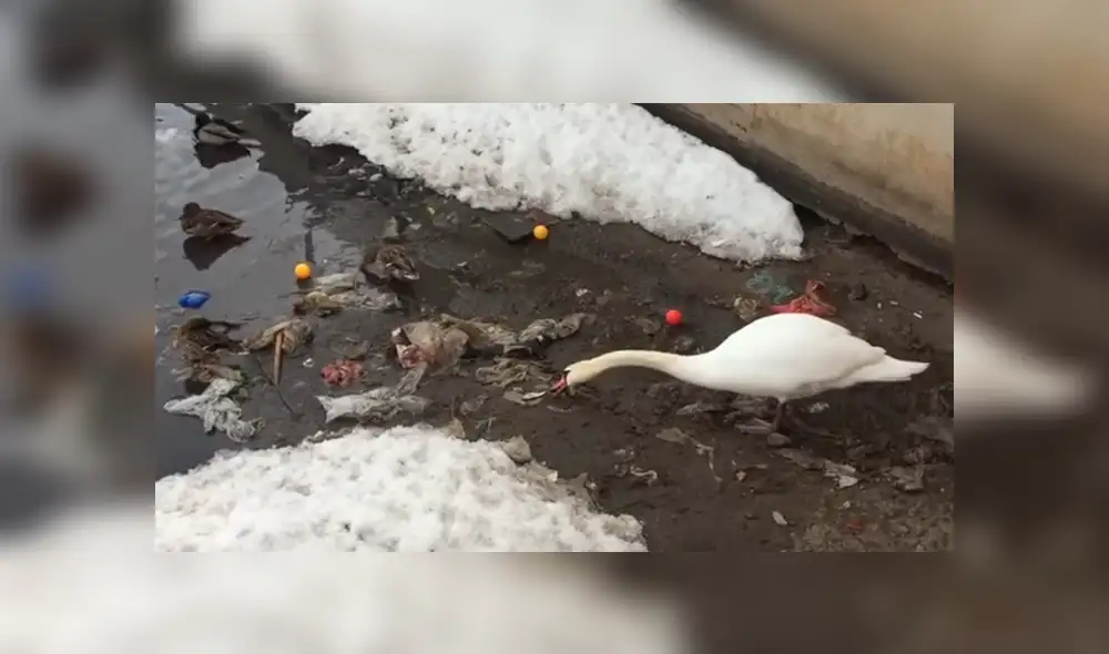 La triste escena captada desde un lago de Rusia ha dado la vuelta al mundo y ha causado gran indignación por parte de los usuarios de Facebook y YouTube La triste escena captada desde un lago de Rusia ha dado la vuelta al mundo y ha causado gran indignación por parte de los usuarios de Facebook y YouTube