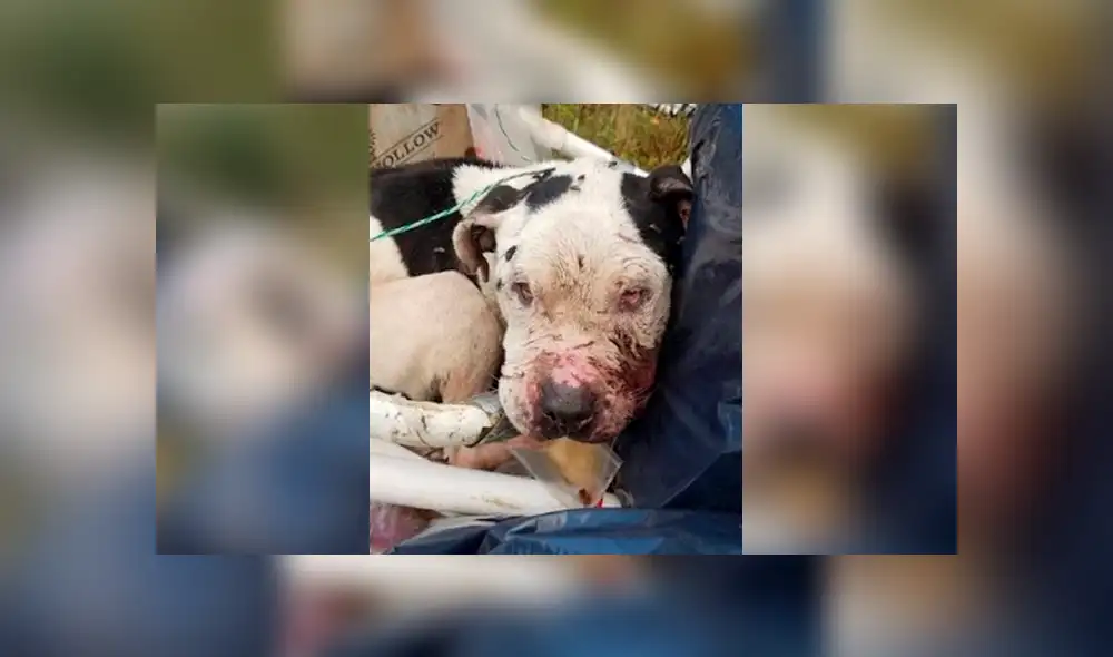 Facebook: perro fue maltratado y abandonado en una bolsa de basura, se recuperó y ahora luce así