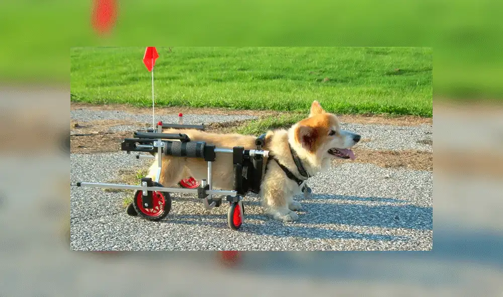 Veterinario de 90 años fabrica sillas de ruedas para ayudar a mascotas