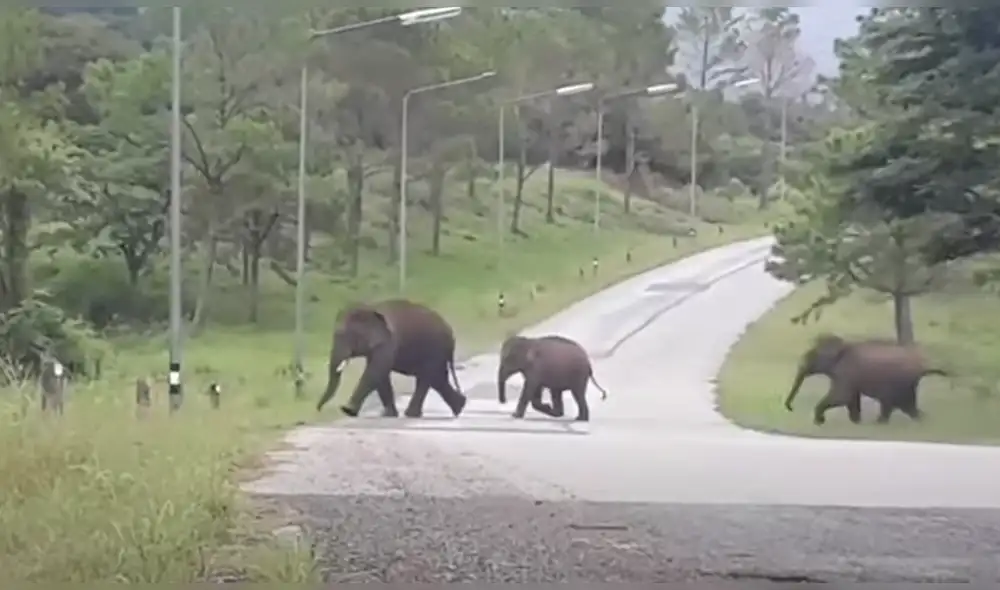 Desliza hacia la izquierda para ver las imágenes del video viral. Foto: captura de Facebook.