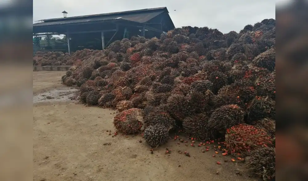 Fruto de palma aceitera