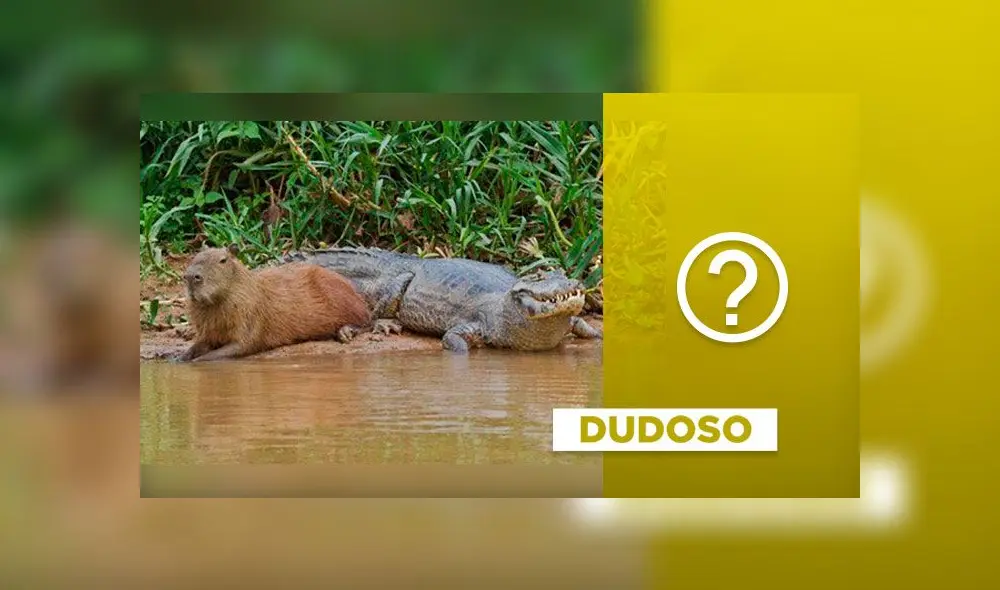 Foto de capibara y caimán circula en Internet desde hace varios años. Composición. Foto de capibara y caimán circula en Internet desde hace varios años. Composición.