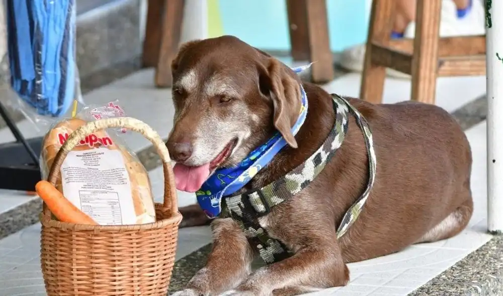 Eros es el perro labrador que trabaja mandando pedidos hace dos años. Foto: Lomunidad Eros es el perro labrador que trabaja mandando pedidos hace dos años. Foto: Lomunidad