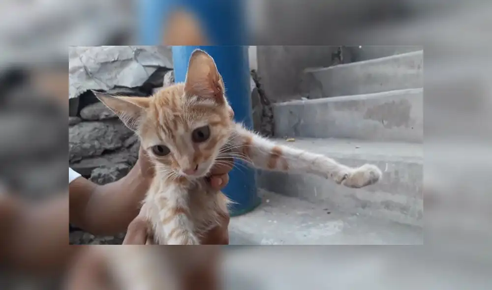 Pequeña gata necesita operación para retirar sus órganos del diafragma [VIDEO]