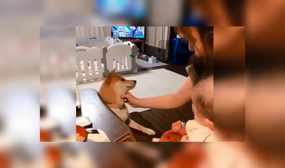 Vía YouTube. Mujer intentaba darle de comer a su bebé, pero su mascota se lo impedía con un peculiar comportamiento para buscar su atención