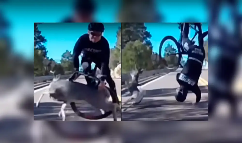 YouTube viral: violento choque entre ciclista y un ciervo a toda velocidad preocupa a miles [VIDEO]