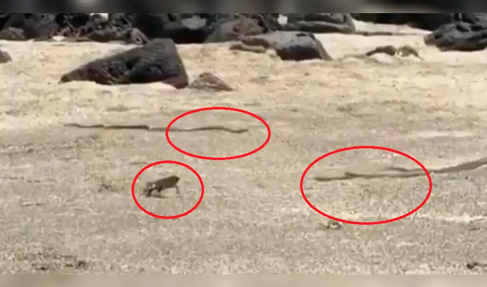 YouTube viral: iguana es acorralada por grupo de serpientes y usa insólito truco para escapar [VIDEO]