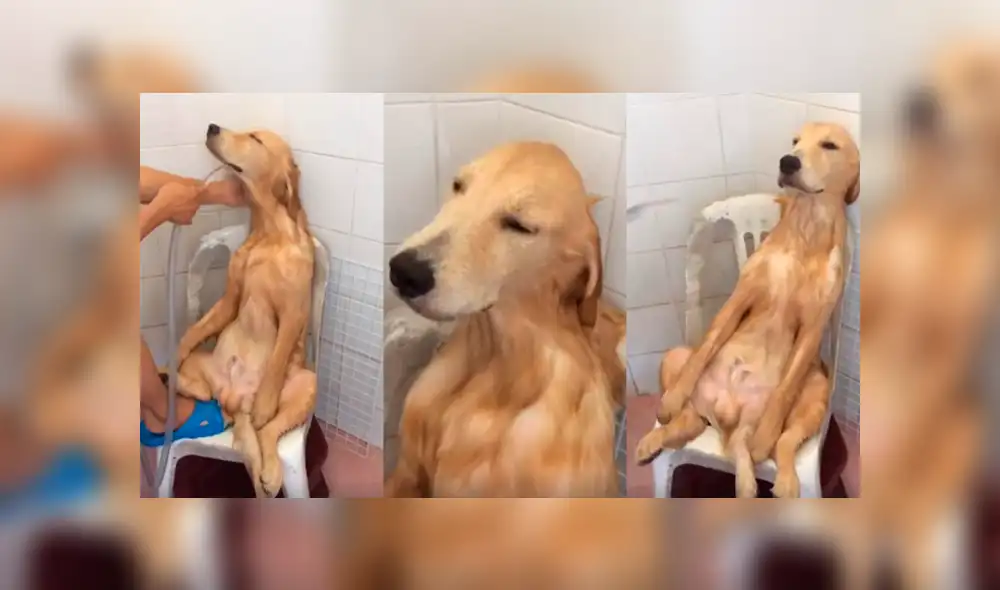 Facebook viral: Chico baña a perro por primera vez y queda en shock con su reacción [VIDEO] 