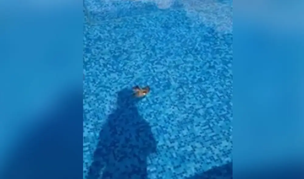 Desliza hacia la izquierda para ver más detalles sobre esta impresionante escena de rescate. Foto: captura de TikTok