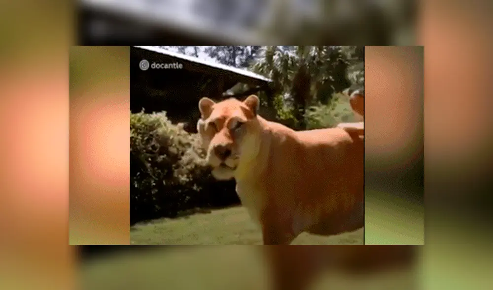 YouTube viral: Tigresa y león tienen cría considerada el felino más grande del mundo [VIDEO]